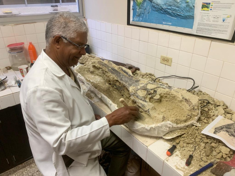 Juan Almonte mientras trabaja con el fósil del gaviálido encontrado en Monte Plata.CORTESÍA DEL MNHN