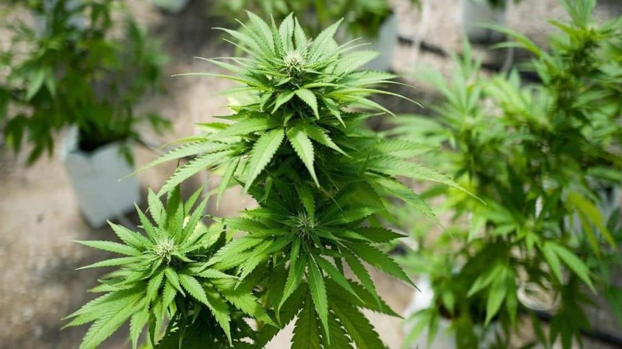 Administración para el Control de Drogas de Estados Unidos está avanzando hacia la reclasificación de la marihuana como una droga menos peligrosa (FUENTE EXTERNA)