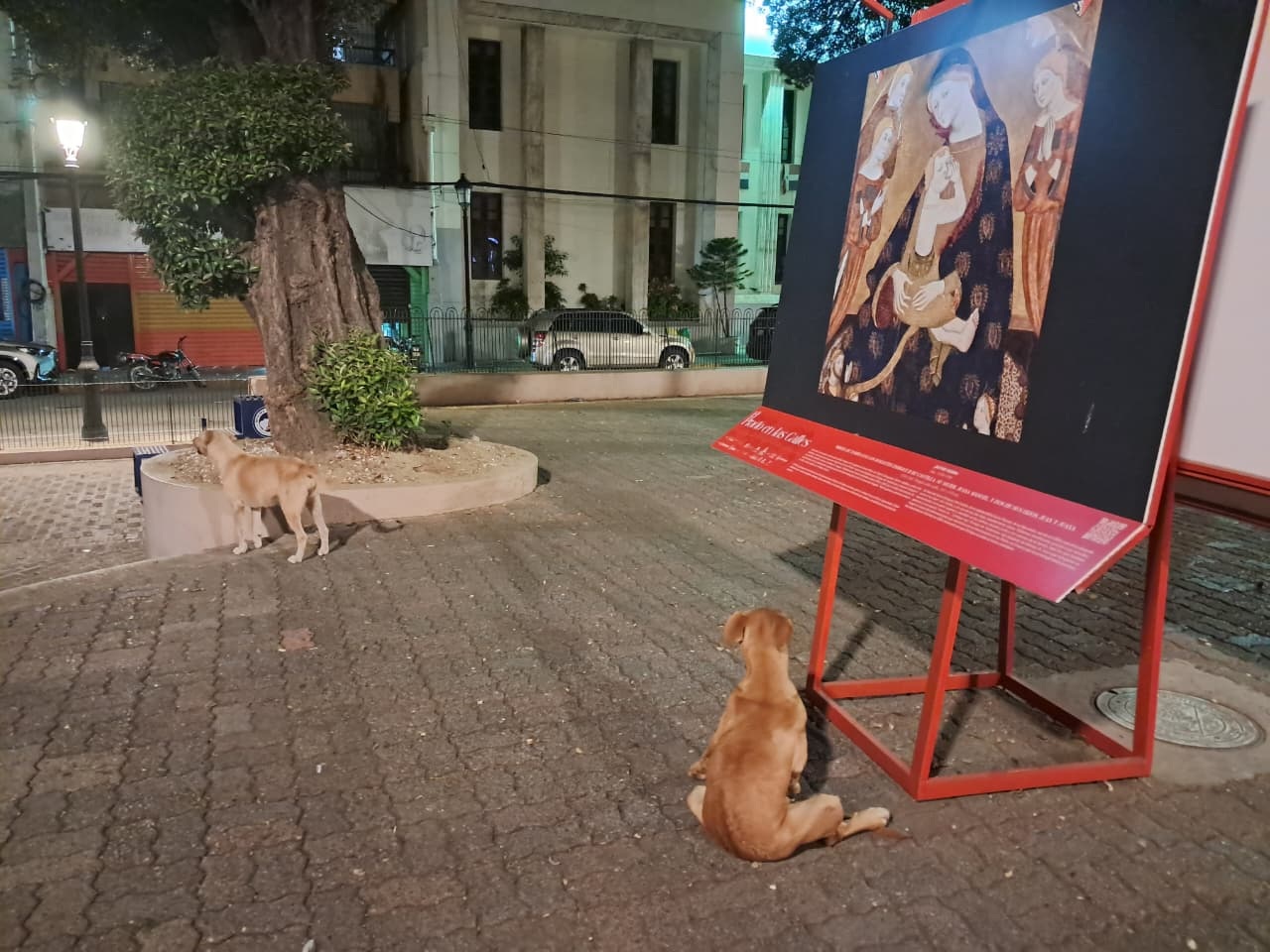 Perros Realengos en el Parque Duarte
